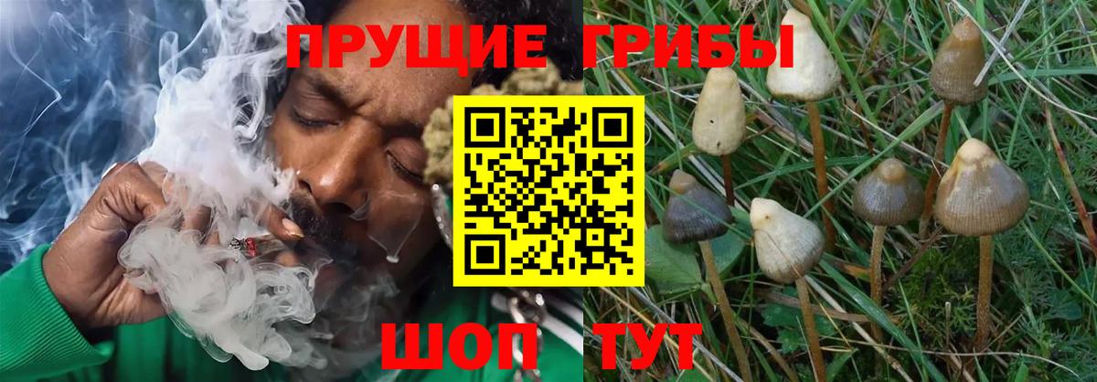 Псилоцибиновые грибы ЛСД Вятские Поляны